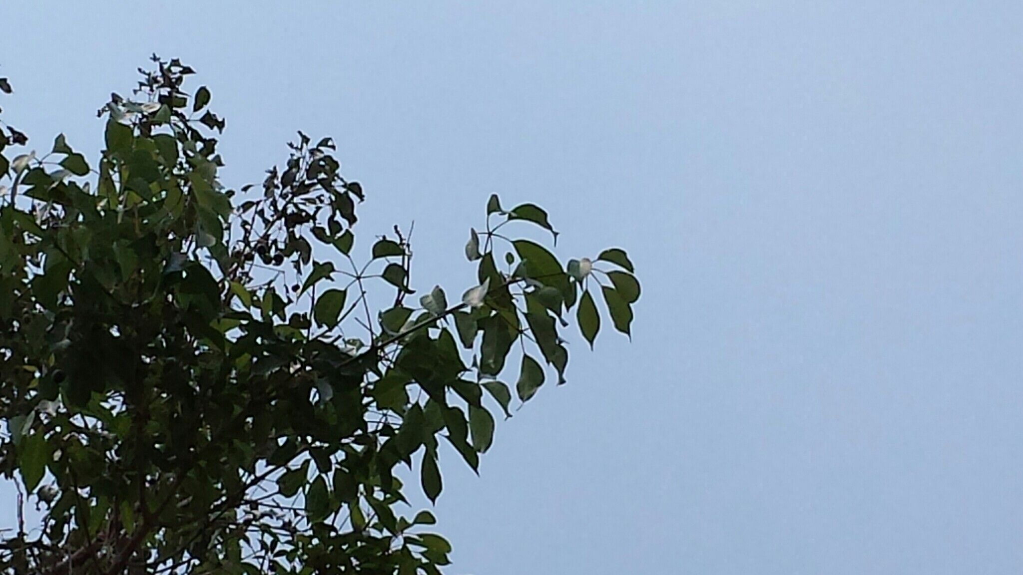 Vitex beraviensis — houseplant care guide