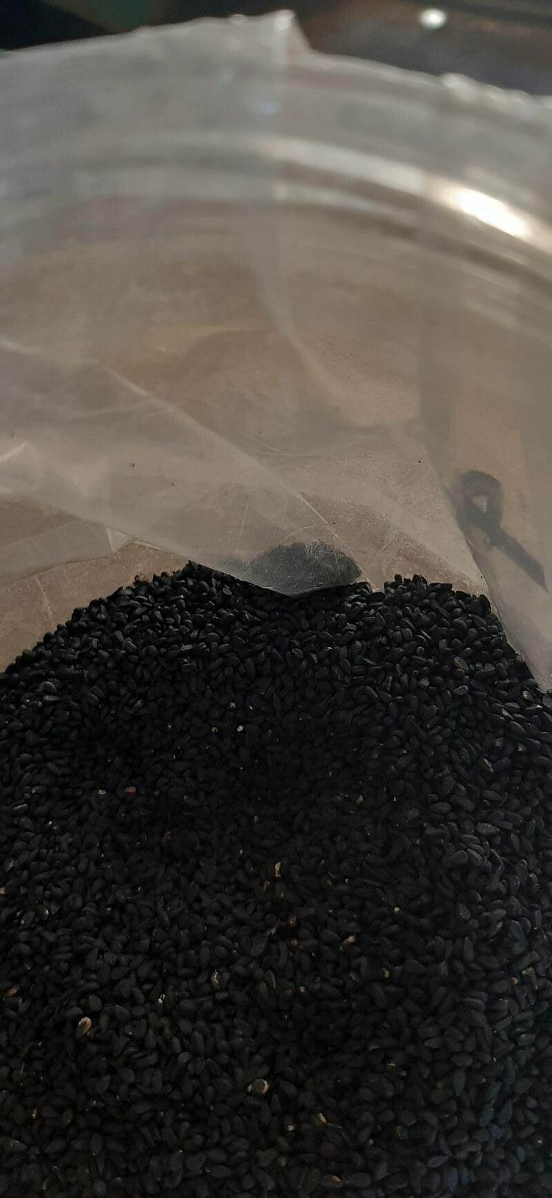 Nigella sativa fruit