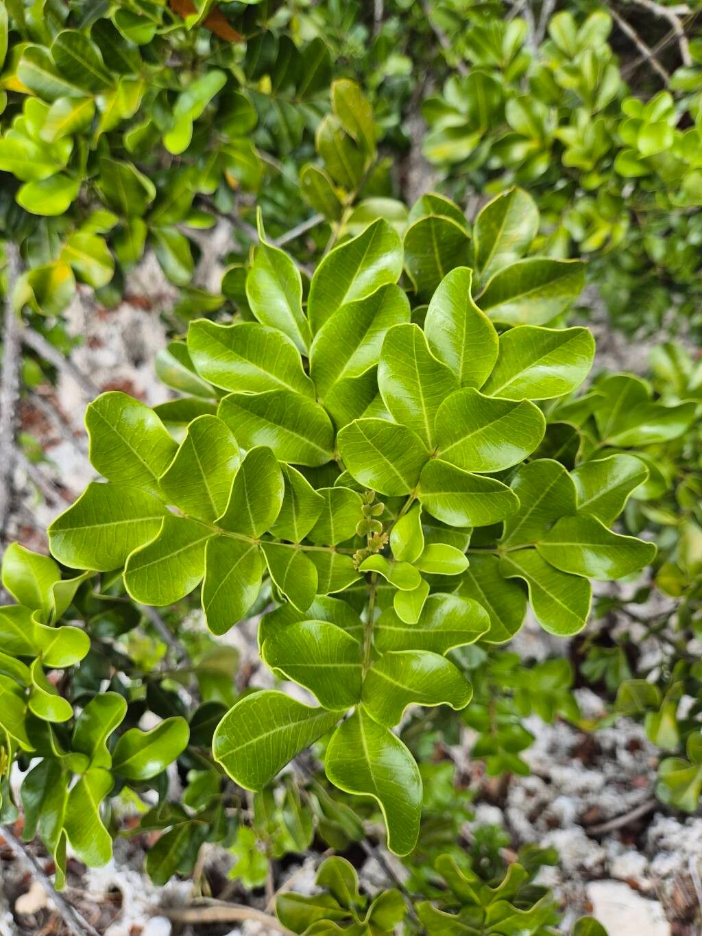 Zanthoxylum spinosum leaf
