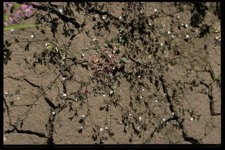 Linum drymarioides habit