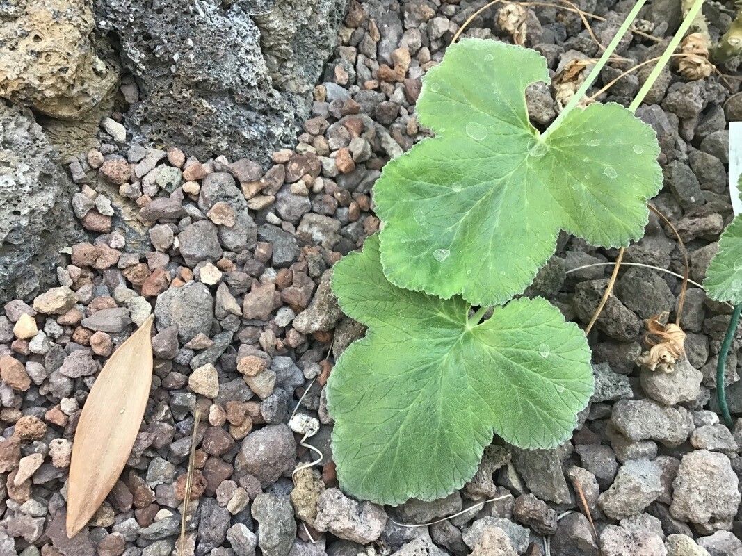 Pelargonium mollicomum — houseplant care guide