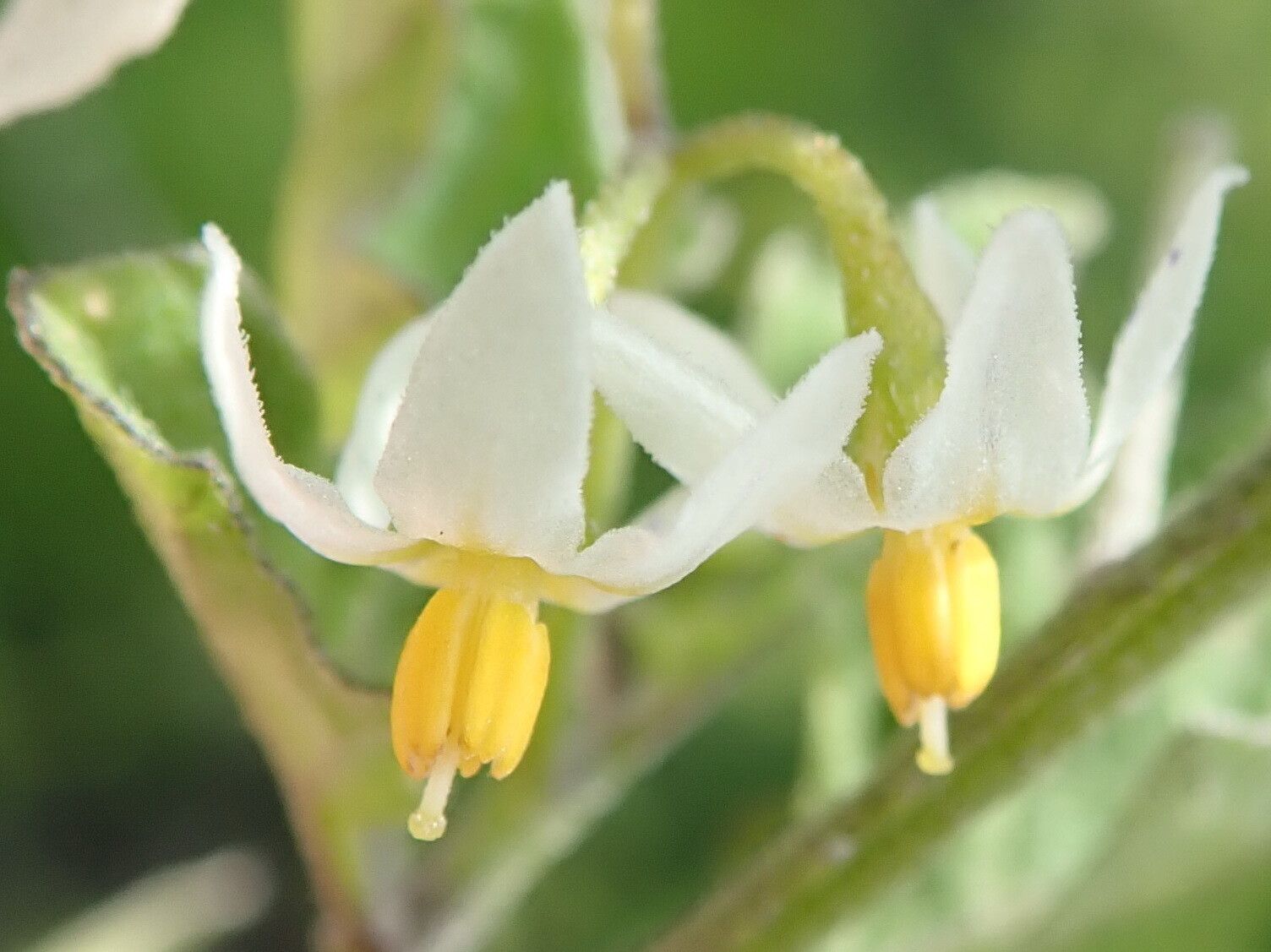 Solanum retroflexum flower