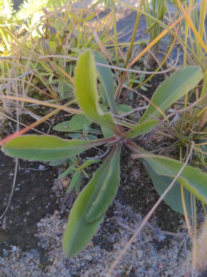 Solidago missouriensis leaf