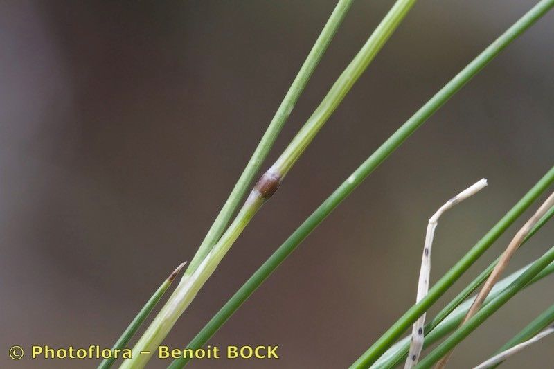 Festuca laevigata — houseplant care guide