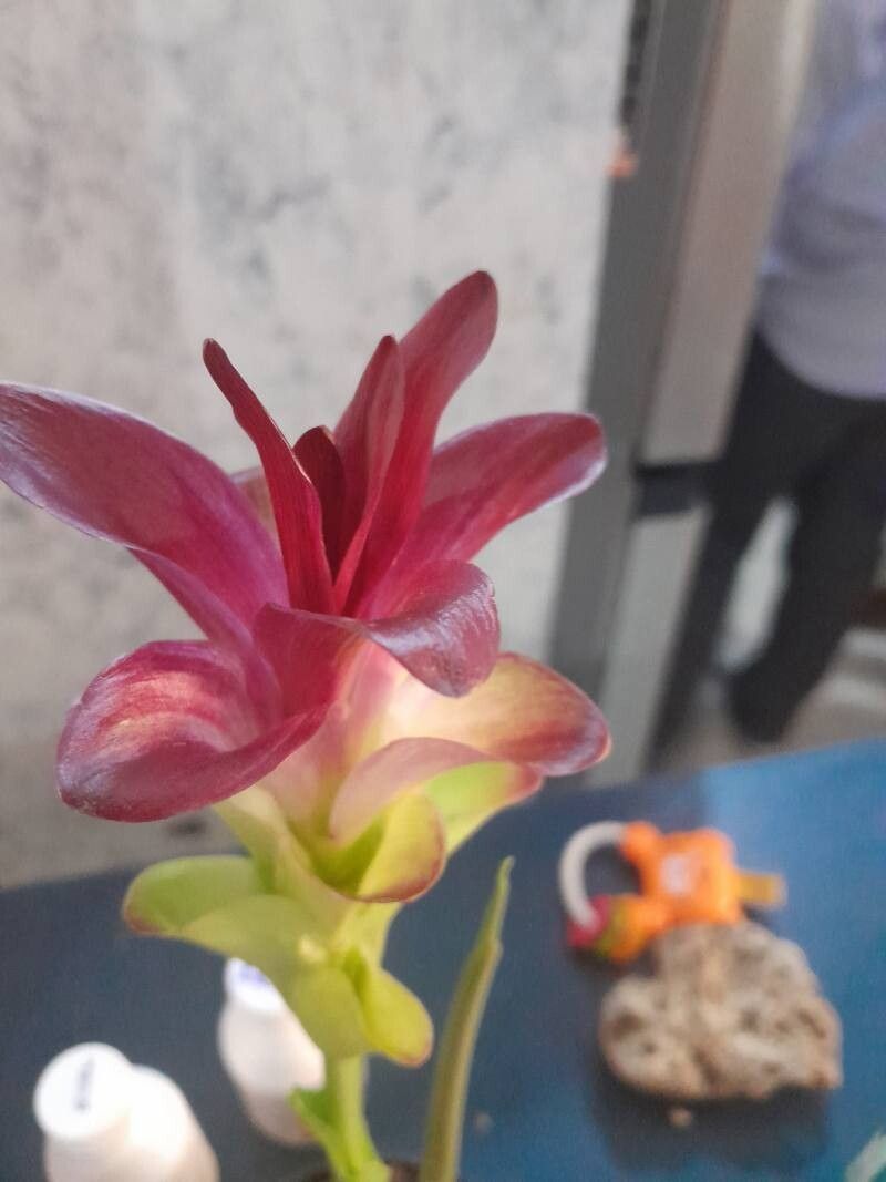 Tradescantia spp. — search result for 'Tradescantia'