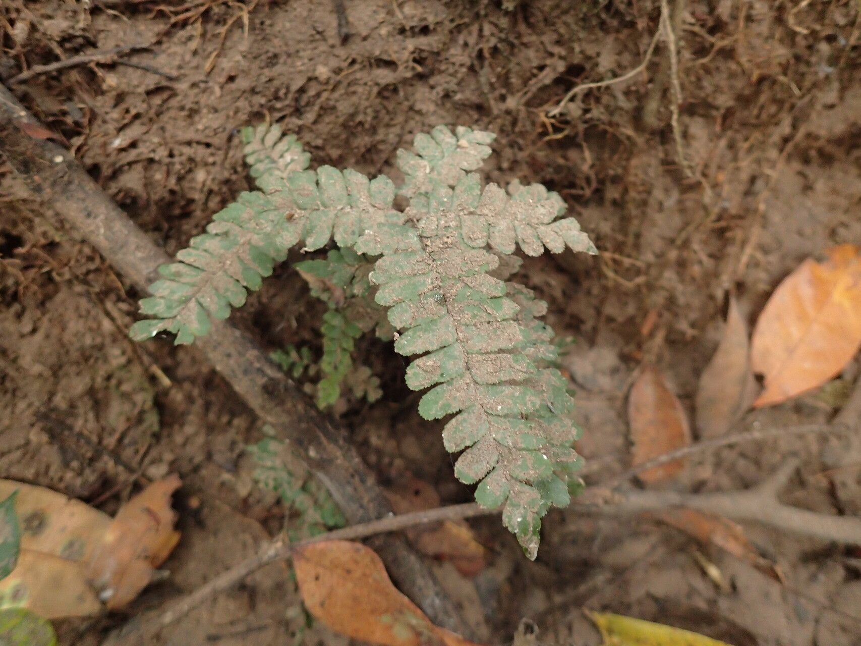 Adiantum vogelii habit
