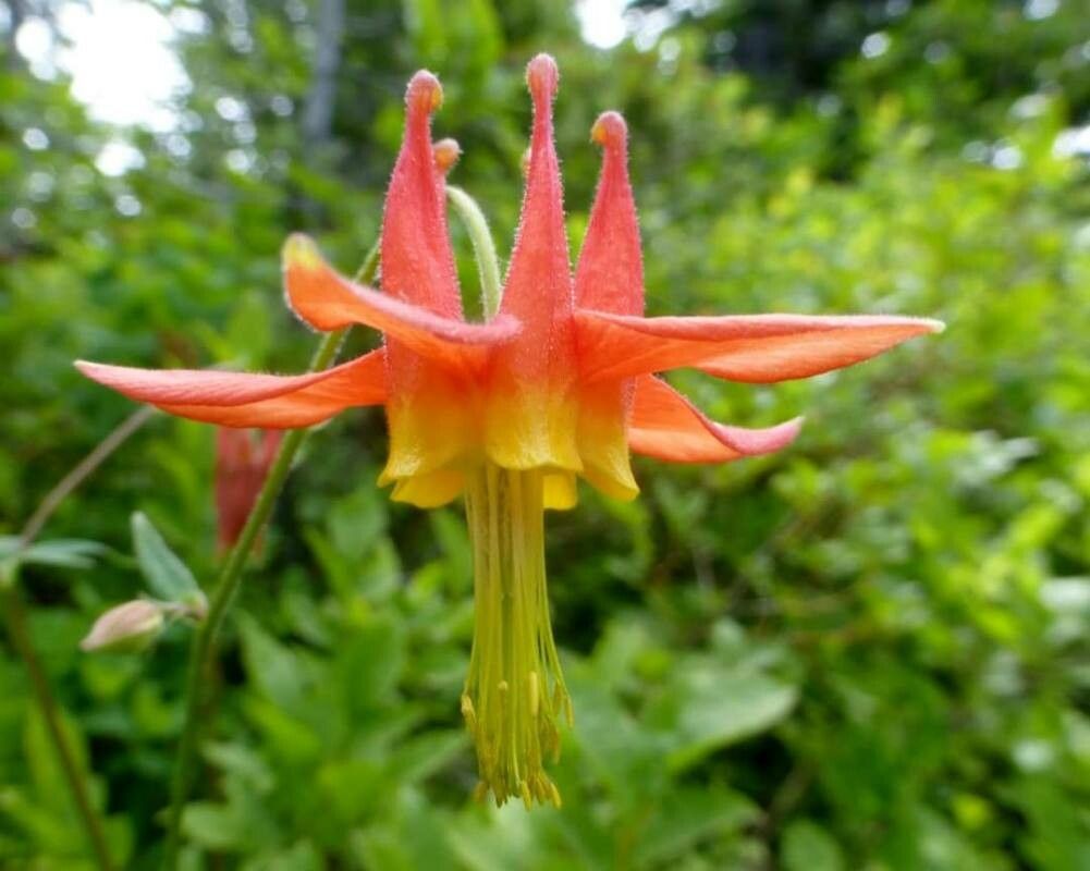 Aquilegia formosa flower