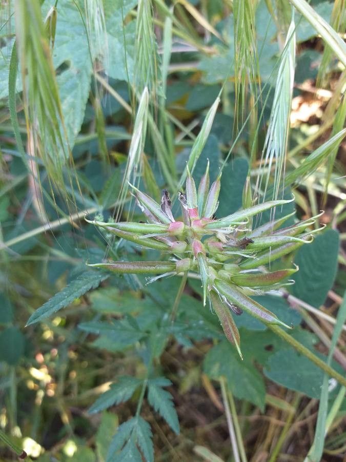 Astragalus glycyphyllos fruit