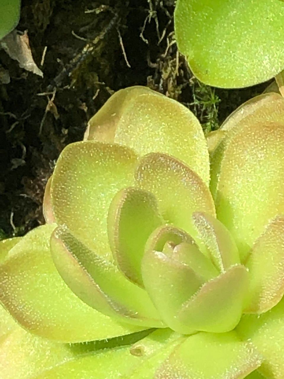 Pinguicula spp. fruit