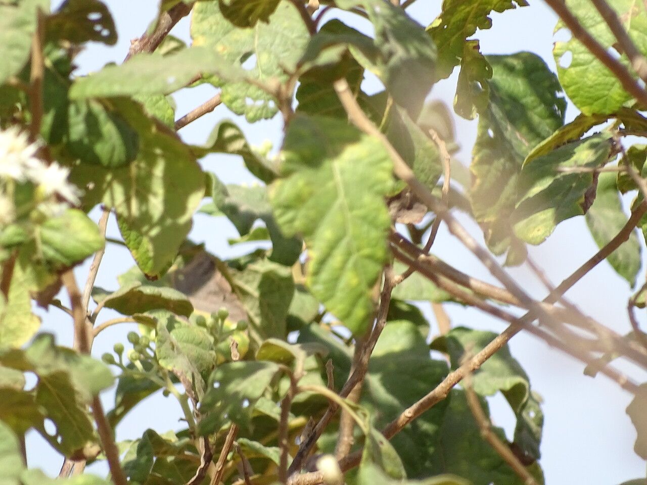 Vernonia colorata leaf