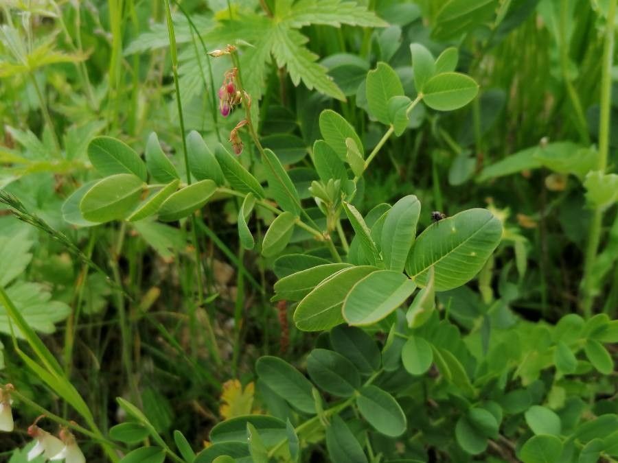 Hedysarum boutignyanum leaf