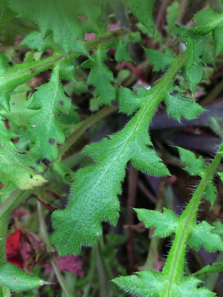 Papaver apulum leaf