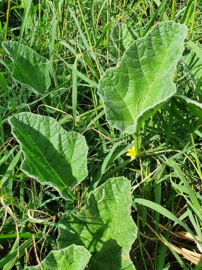 Cucumis engleri leaf