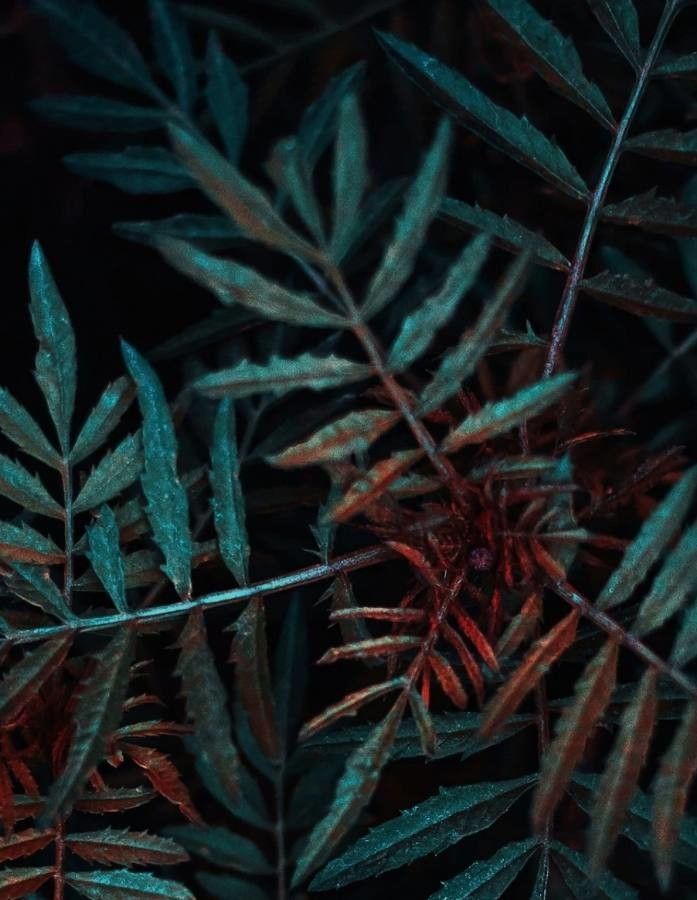 Blechnum chauliodontum — houseplant care guide