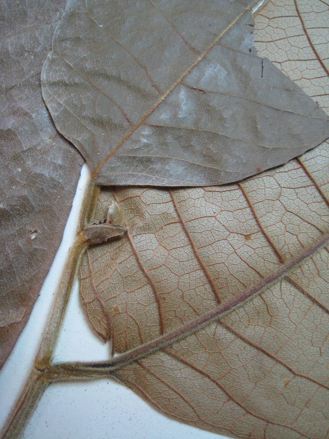 Helicostylis pedunculata other