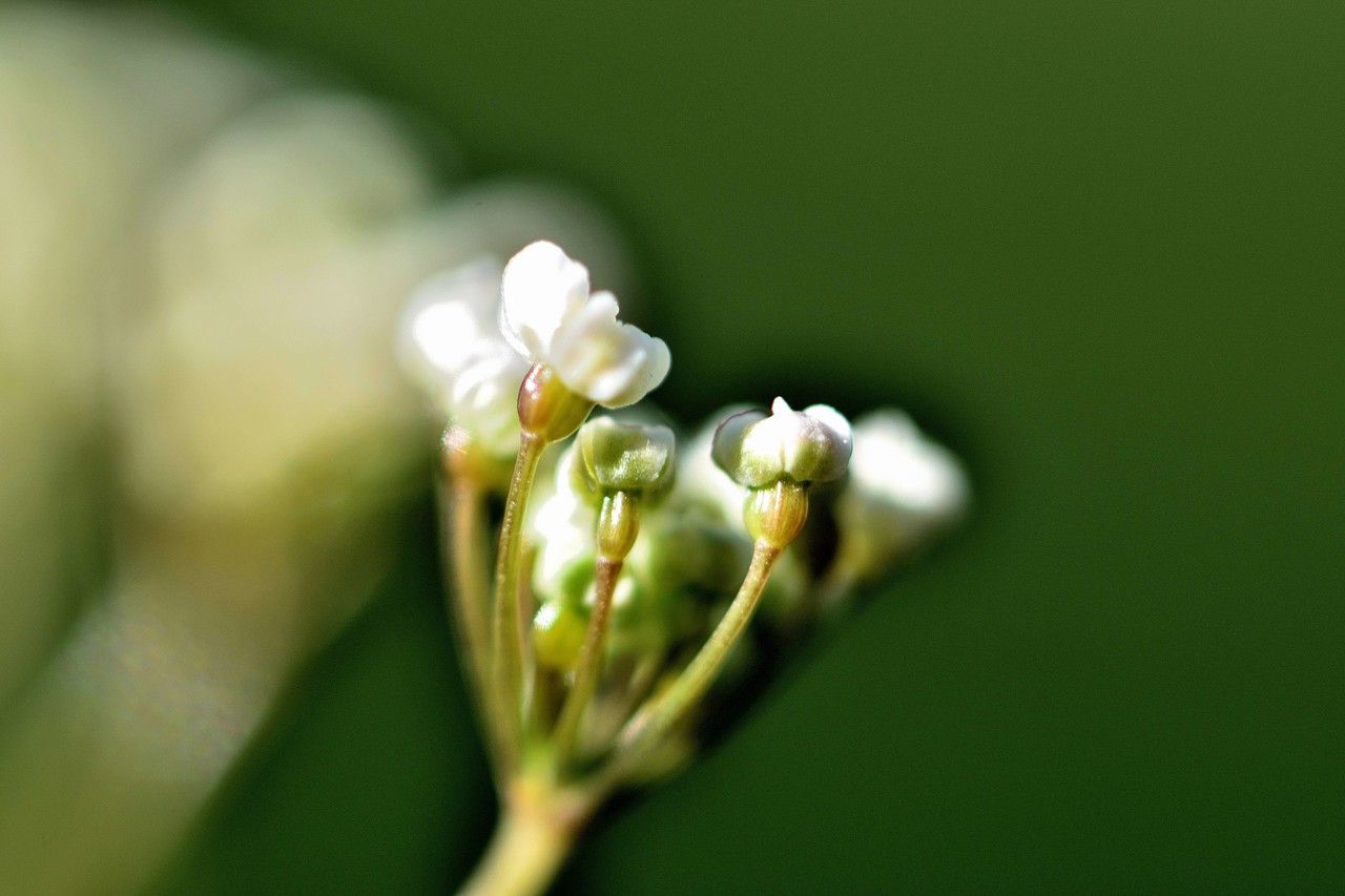 Conopodium pyrenaeum fruit