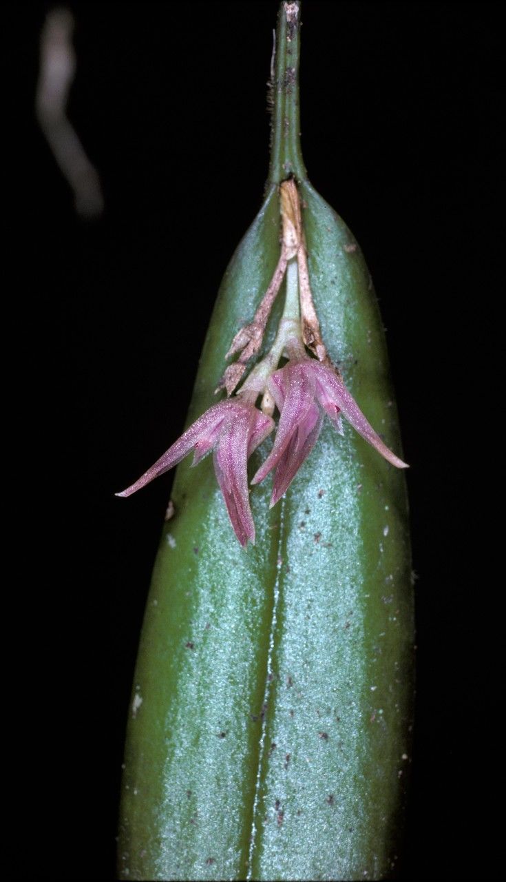 Pleurothallis barthelemyi flower