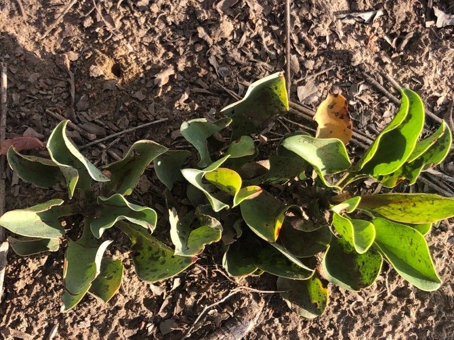 Limonium cymuliferum — houseplant care guide