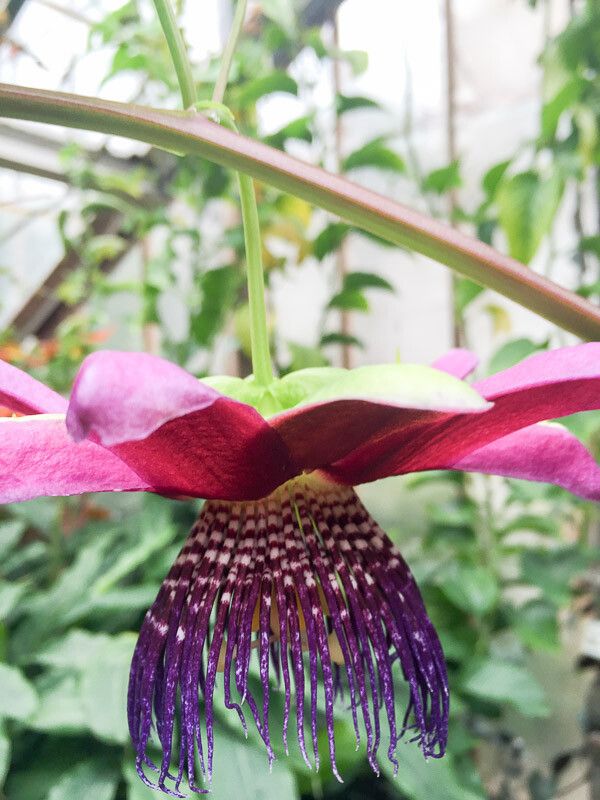 Passiflora ambigua flower