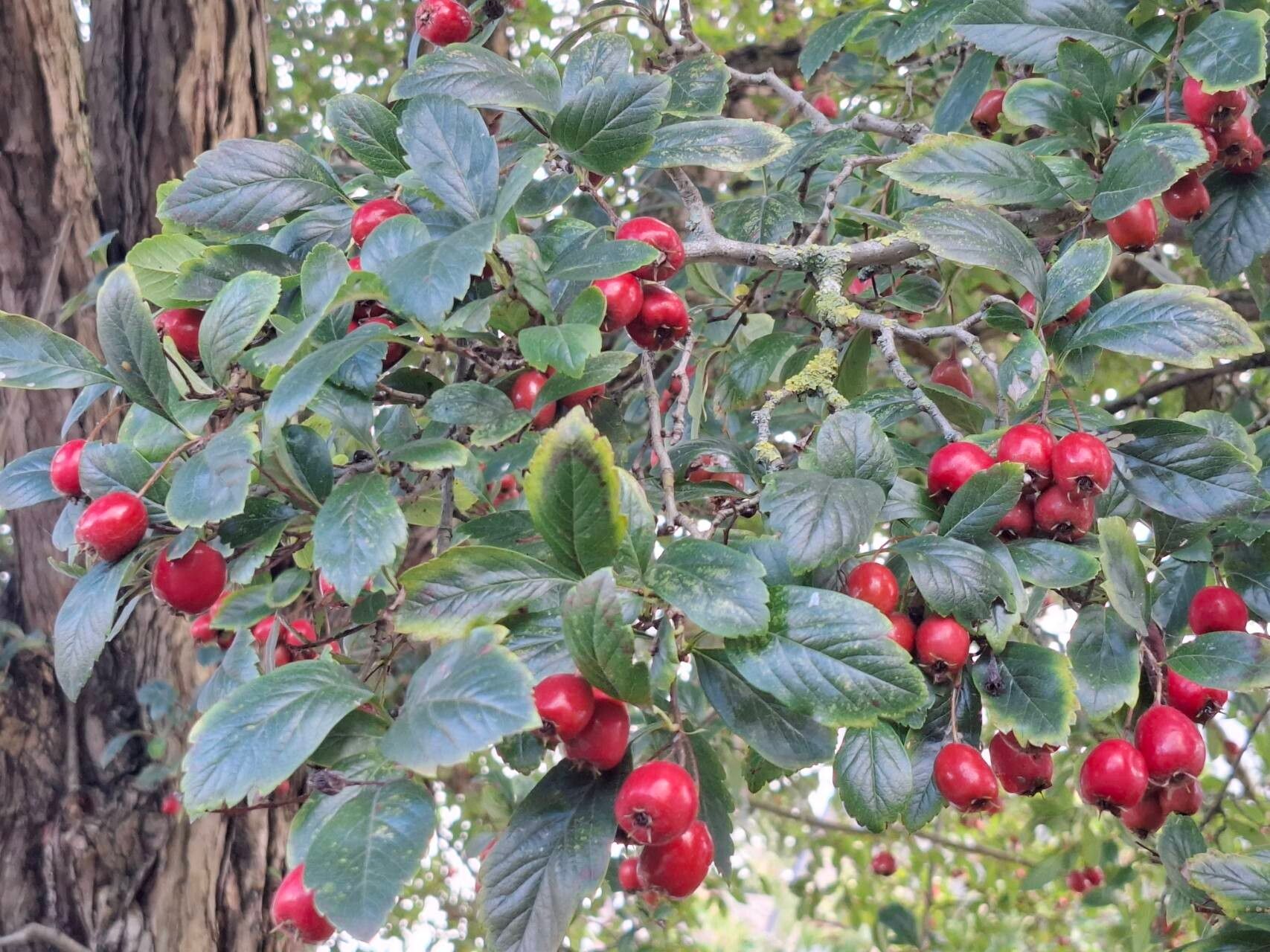 Crataegus × grignonensis leaf