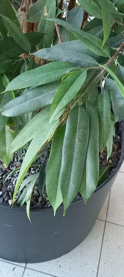 Ficus Binnendijkii leaf