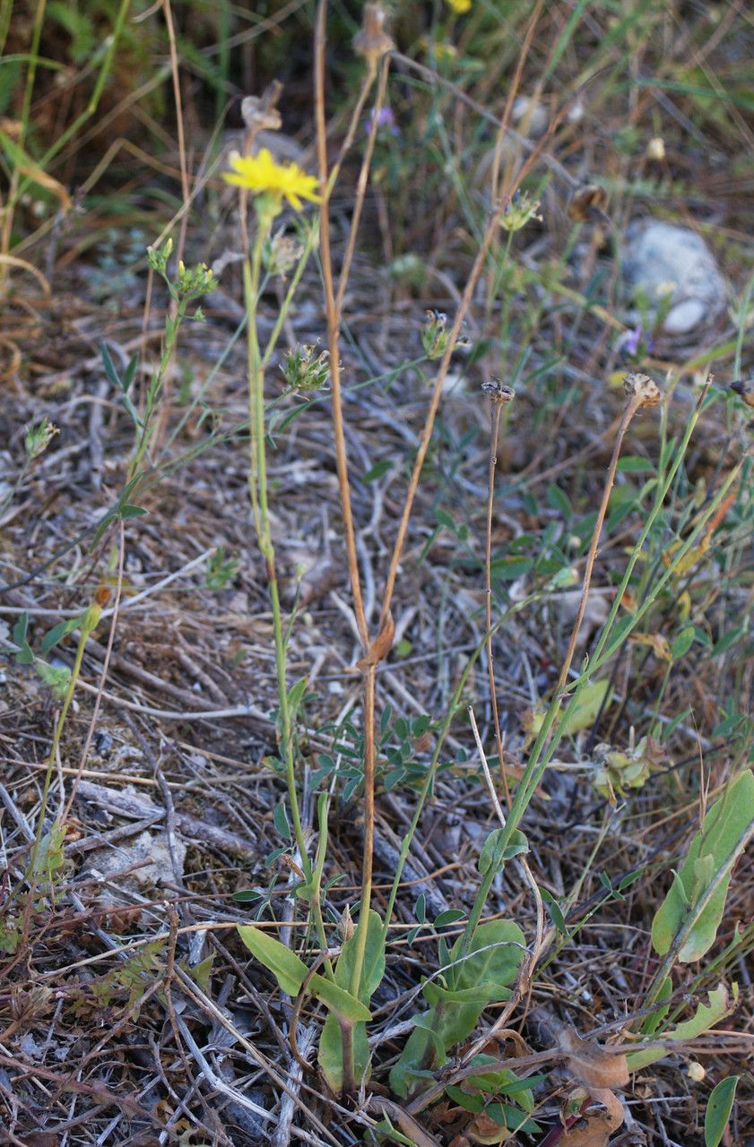 Reichardia intermedia habit