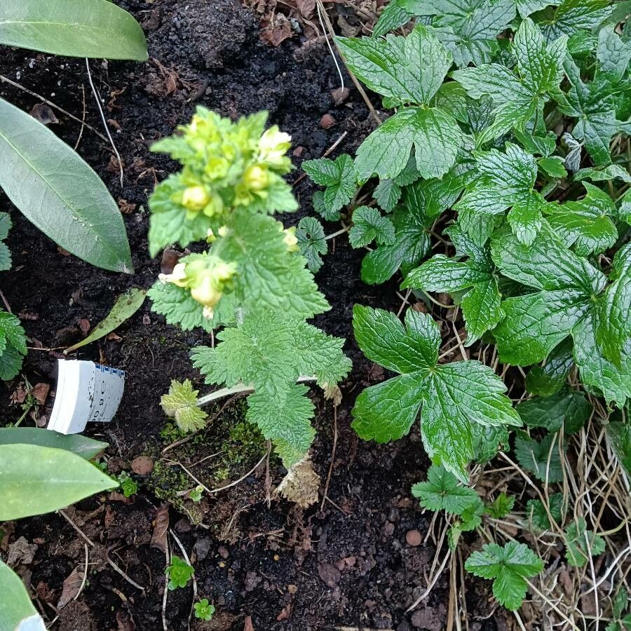Scrophularia vernalis — search result for 'Scrophularia'
