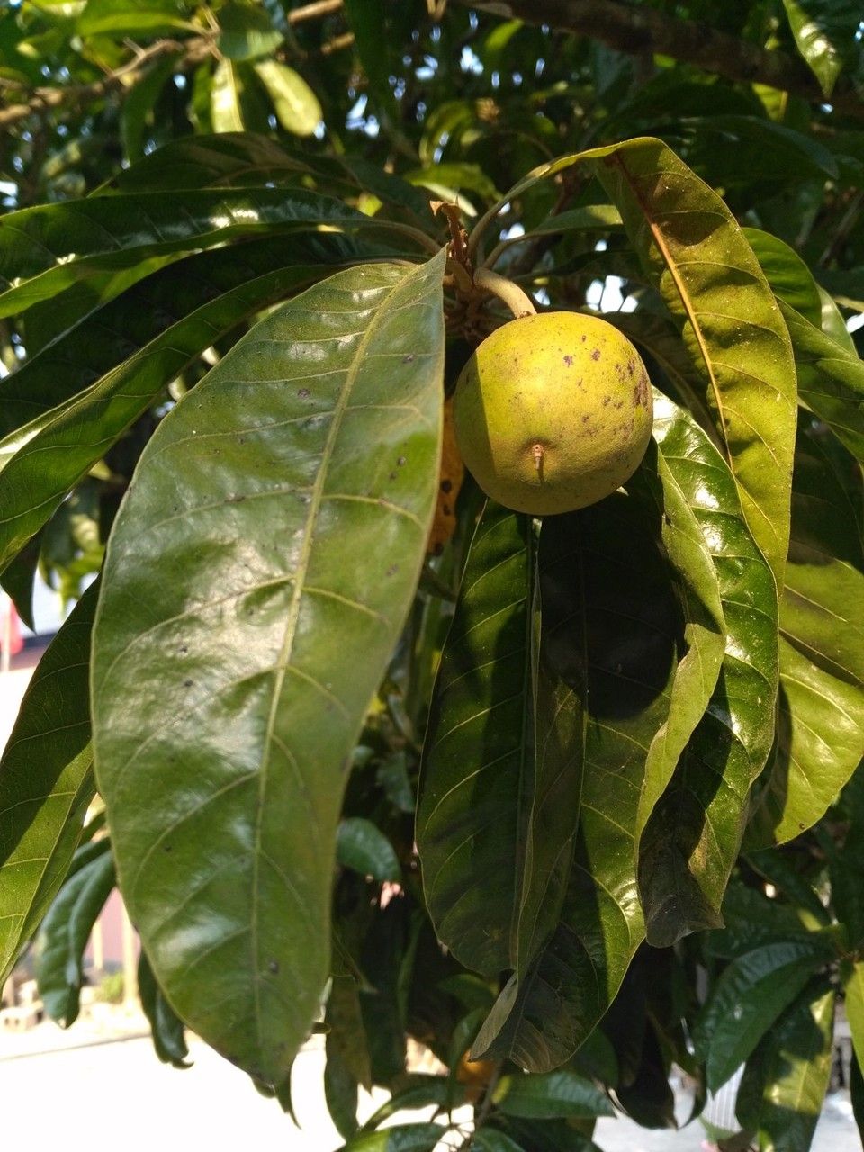 Planchonella grandifolia fruit