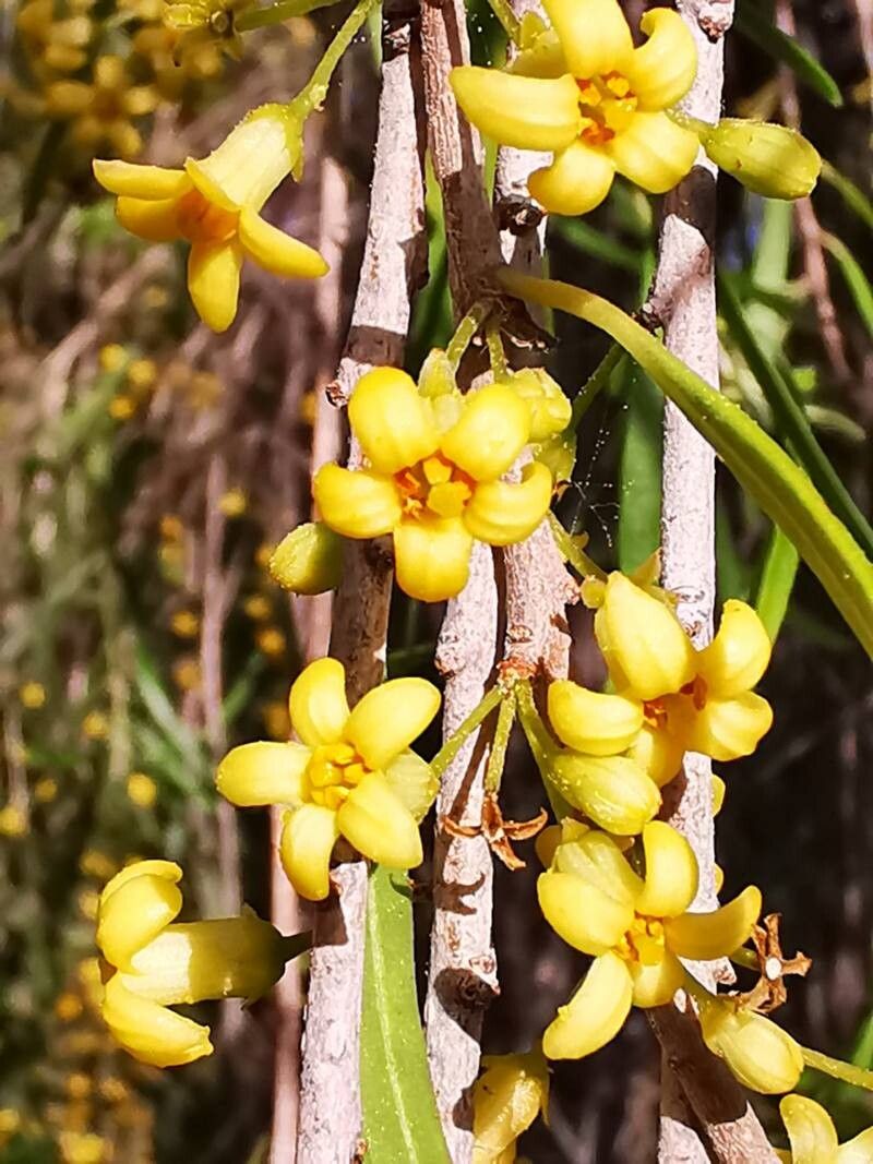 Pittosporum phillyreoides flower