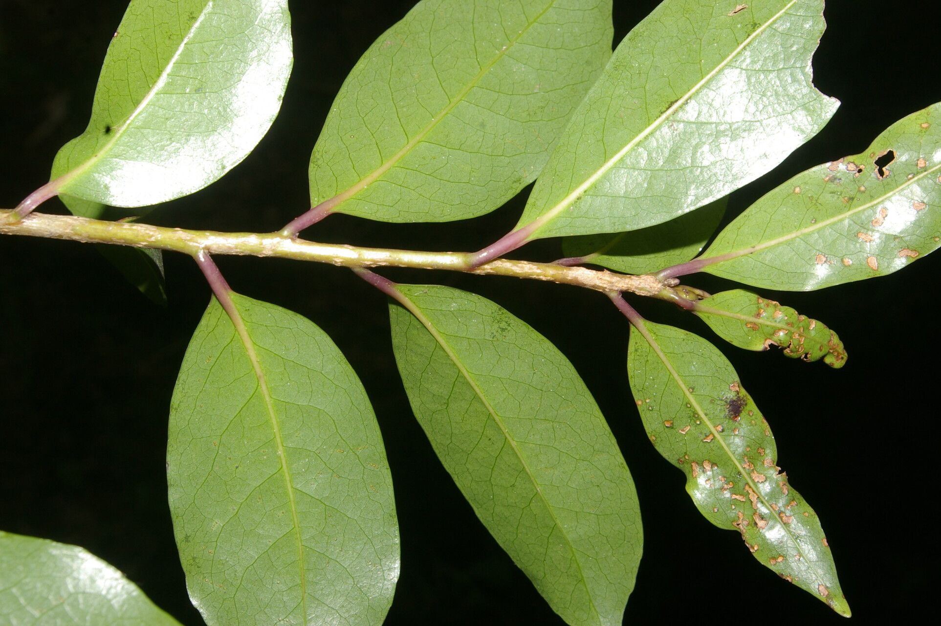 Symplocos costaricana leaf