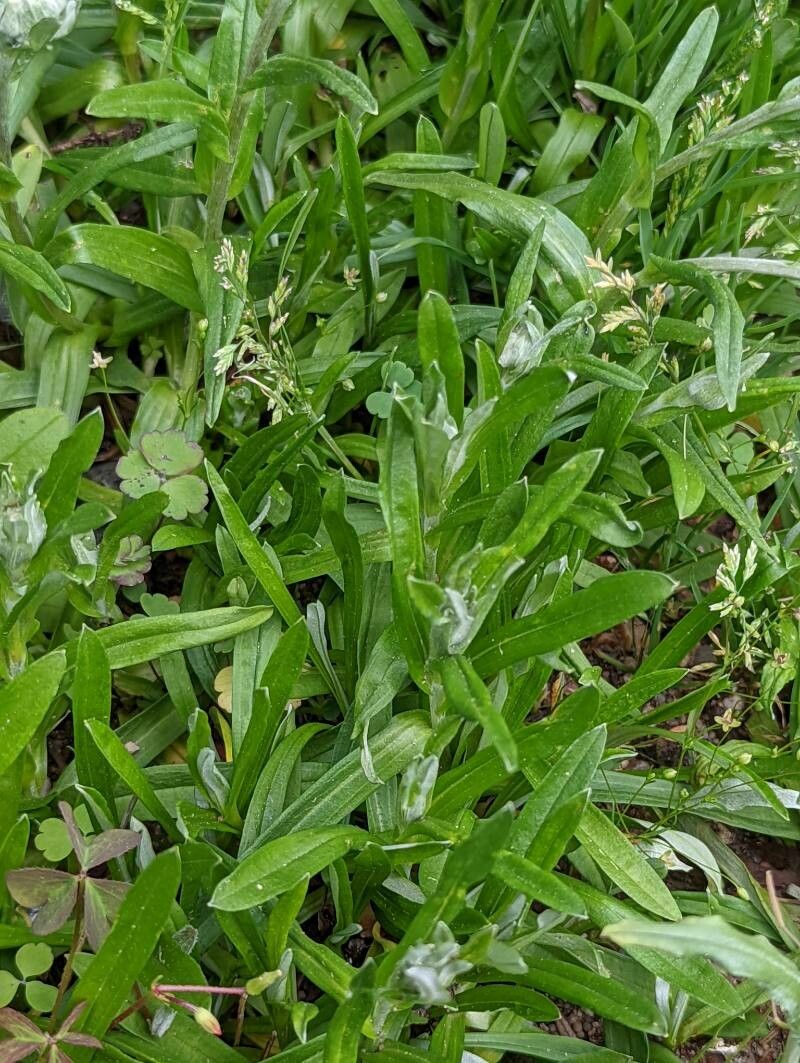 Leontopodium kurilense leaf