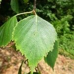 Betula pubescens