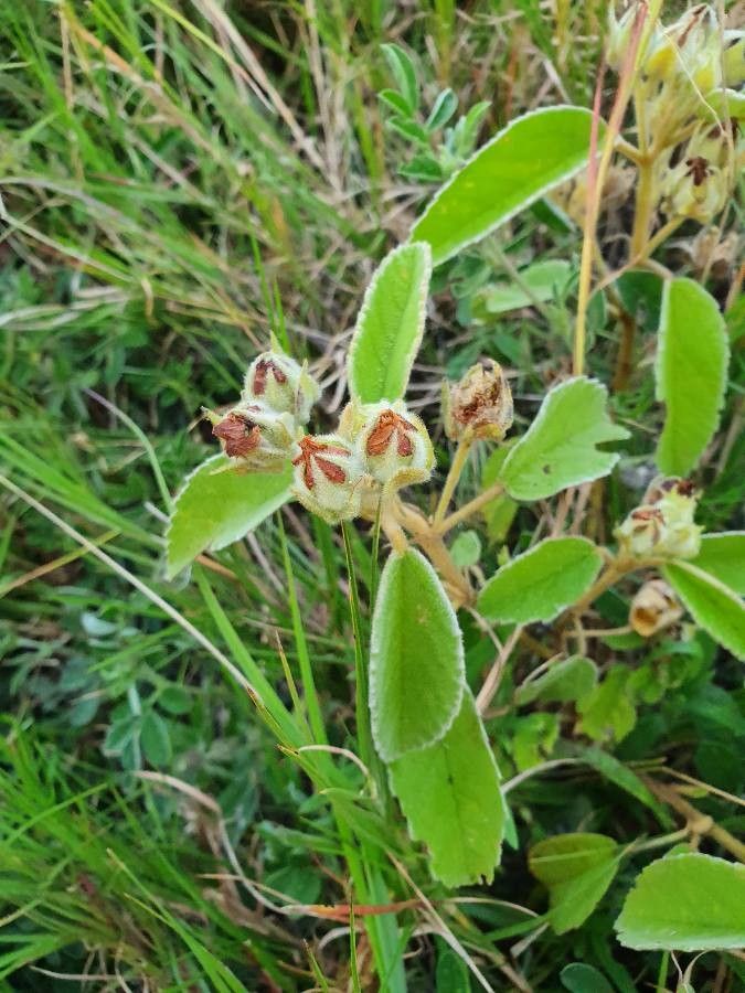 Melhania velutina fruit