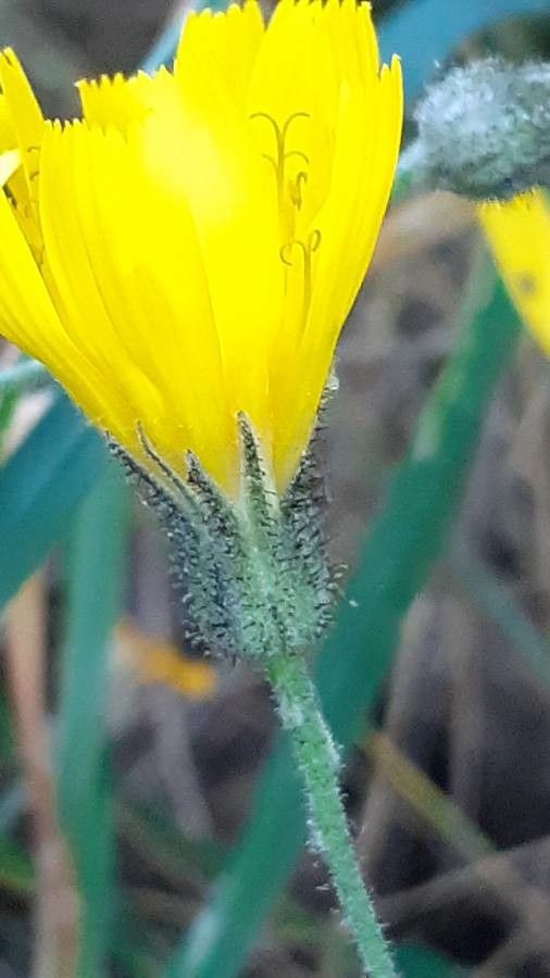 Hieracium prenanthoides flower