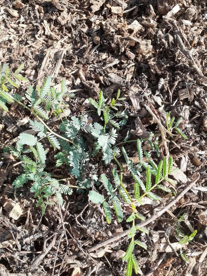 Calliandra humilis — houseplant care guide