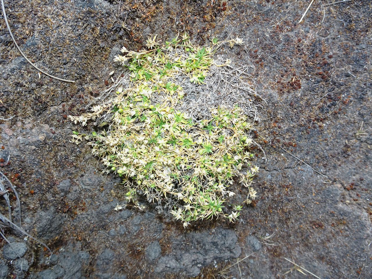 Sagina abyssinica habit