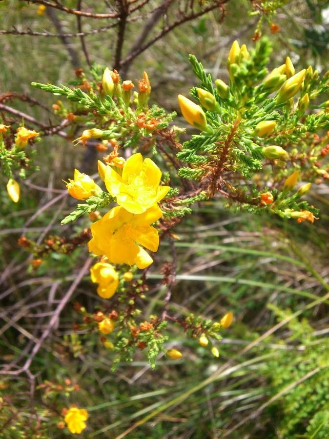 Hypericum laricifolium flower
