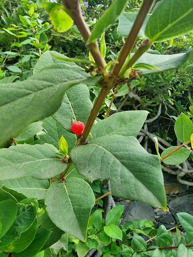 Lonicera hildebrandiana leaf