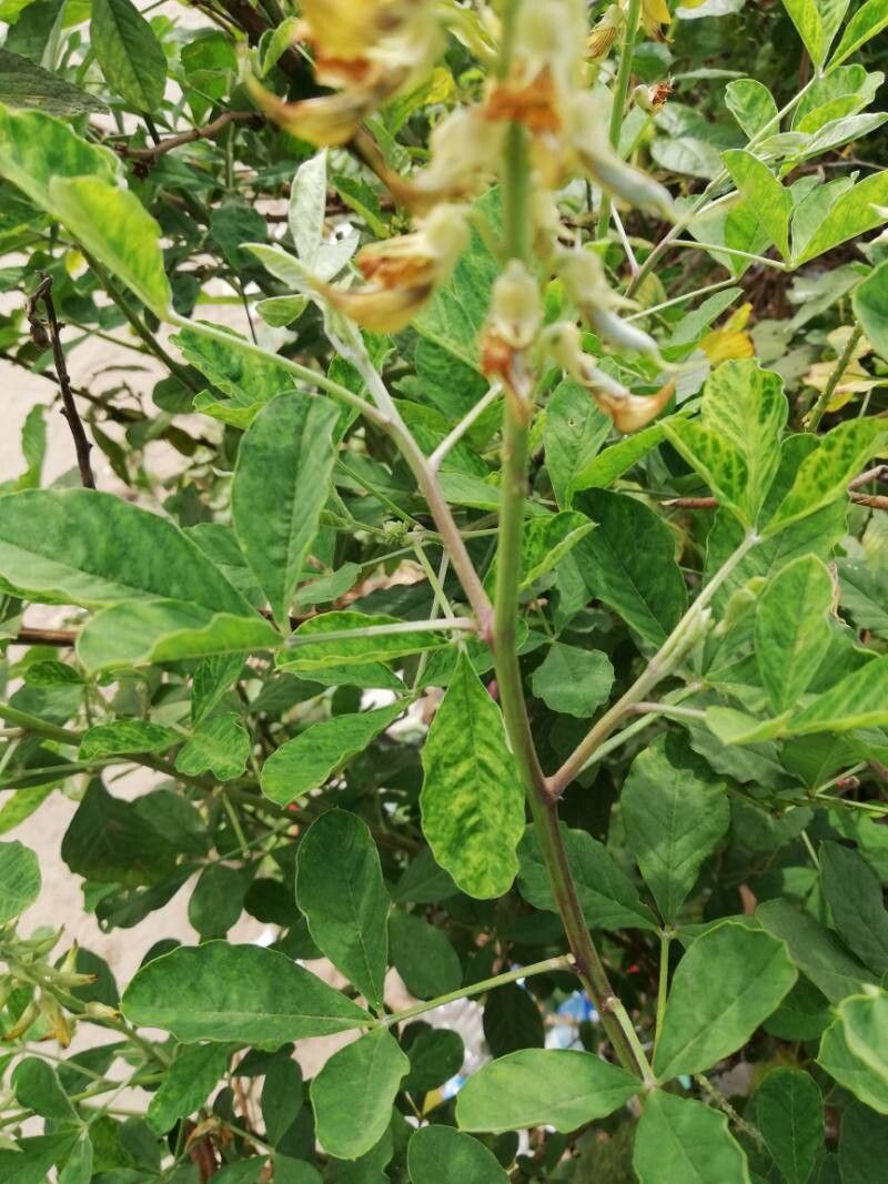 Crotalaria ochroleuca — houseplant care guide