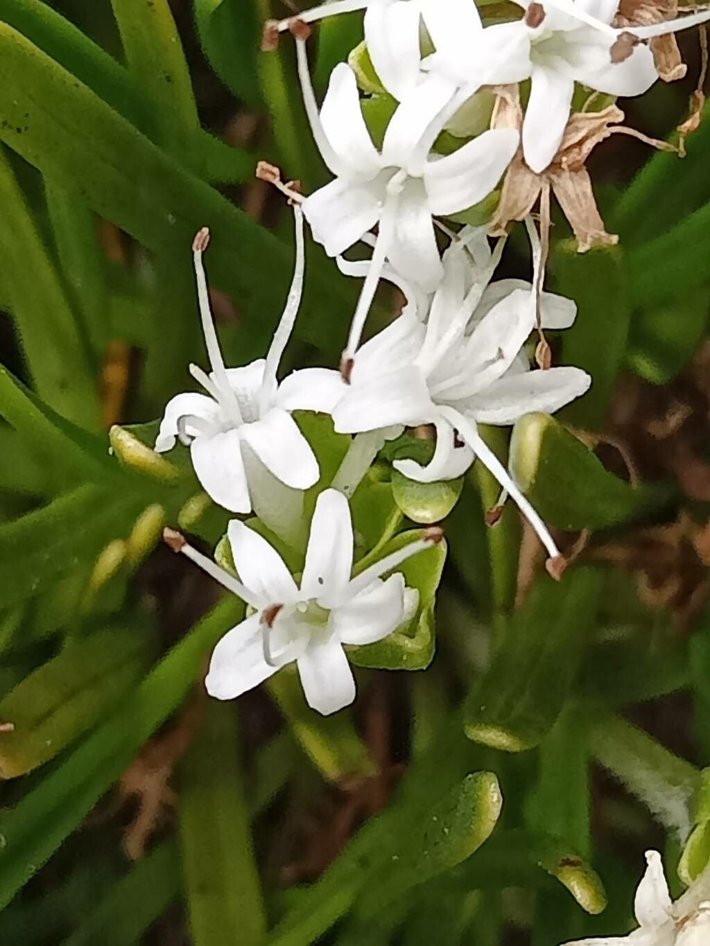 Valeriana stenophylla flower