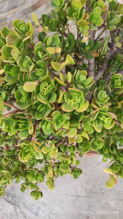 Polycarpon polycarpoides bark