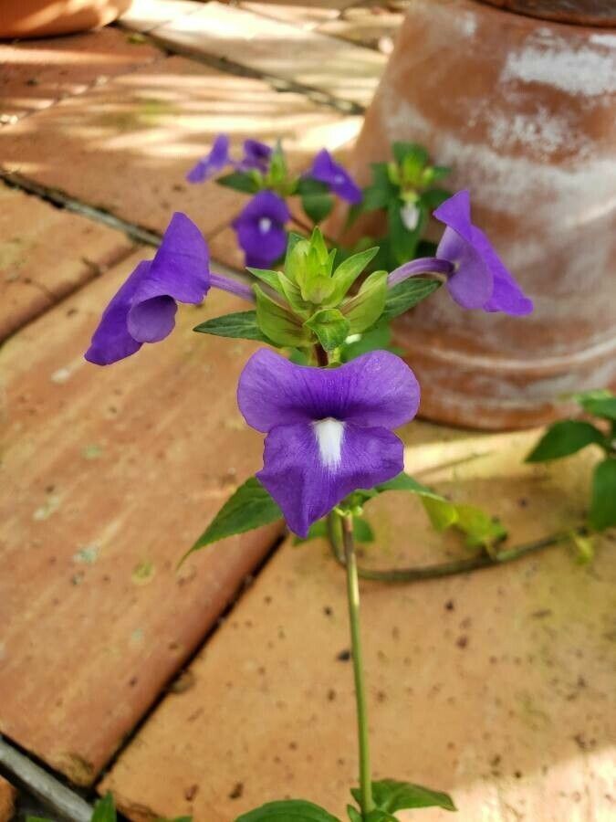 Achetaria azurea flower