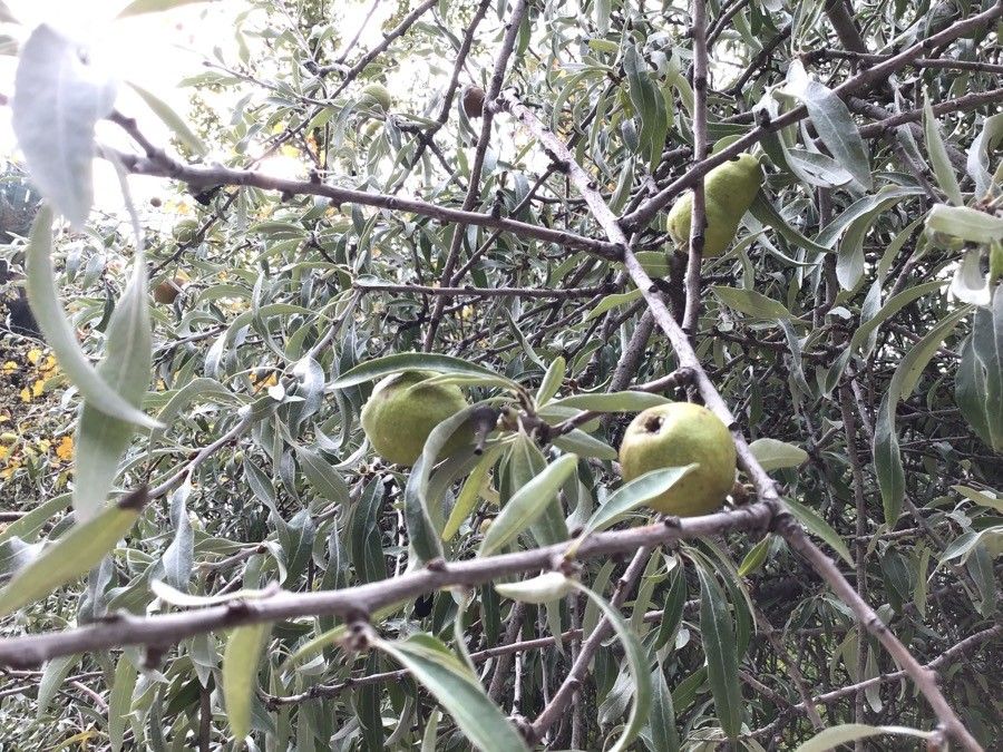 Pyrus salicifolia fruit