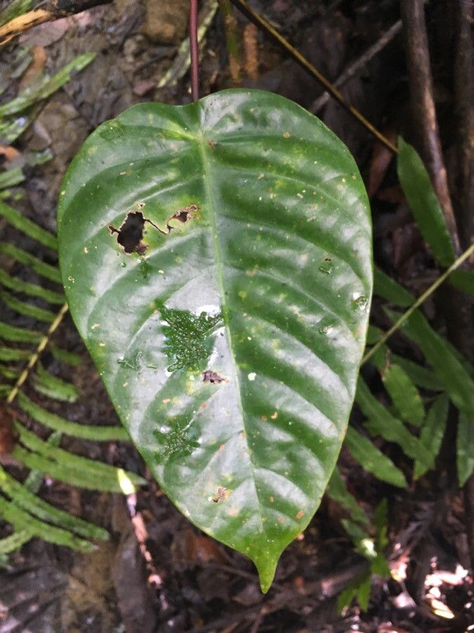 Macaranga alchorneoides — related species from the same genus