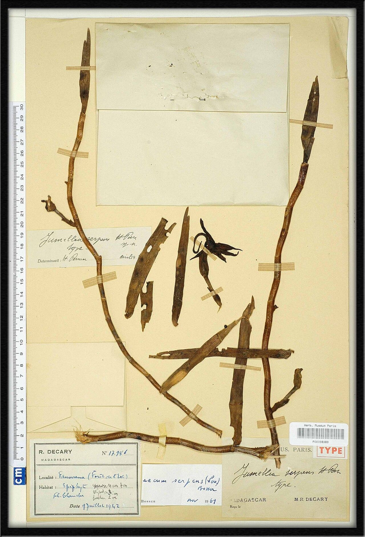 Angraecum serpens — houseplant care guide