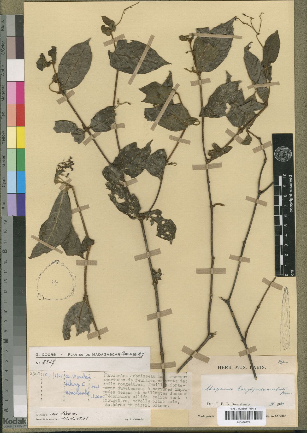 Psychotria rakotonasoloi — houseplant care guide