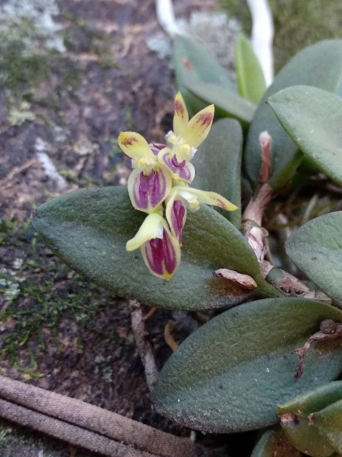 Acianthera recurva — houseplant care guide