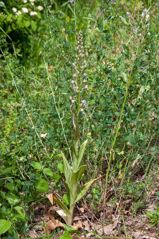 Himantoglossum adriaticum — search result for 'Croatia'