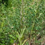 Himantoglossum adriaticum