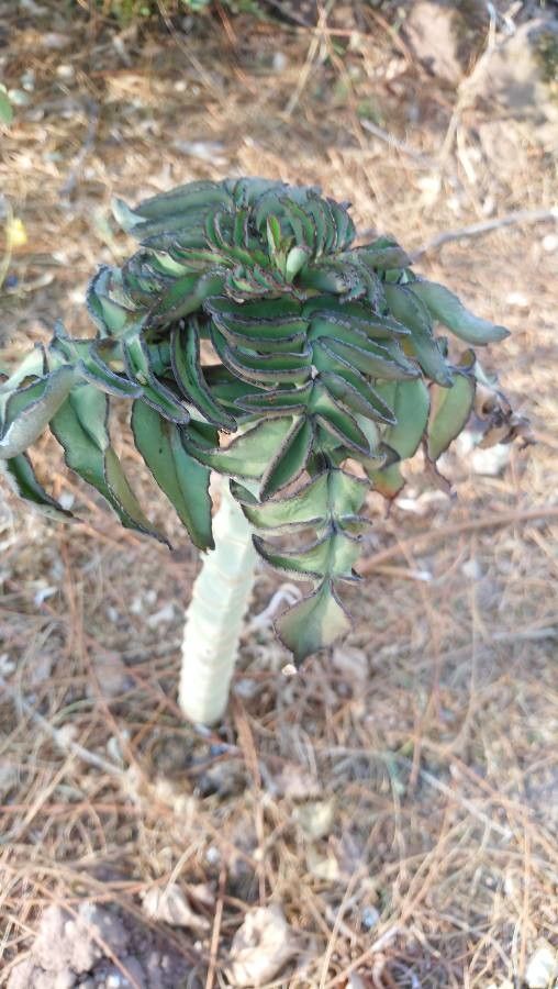 Bryophyllum proliferum — search result for 'Bryophyllum'